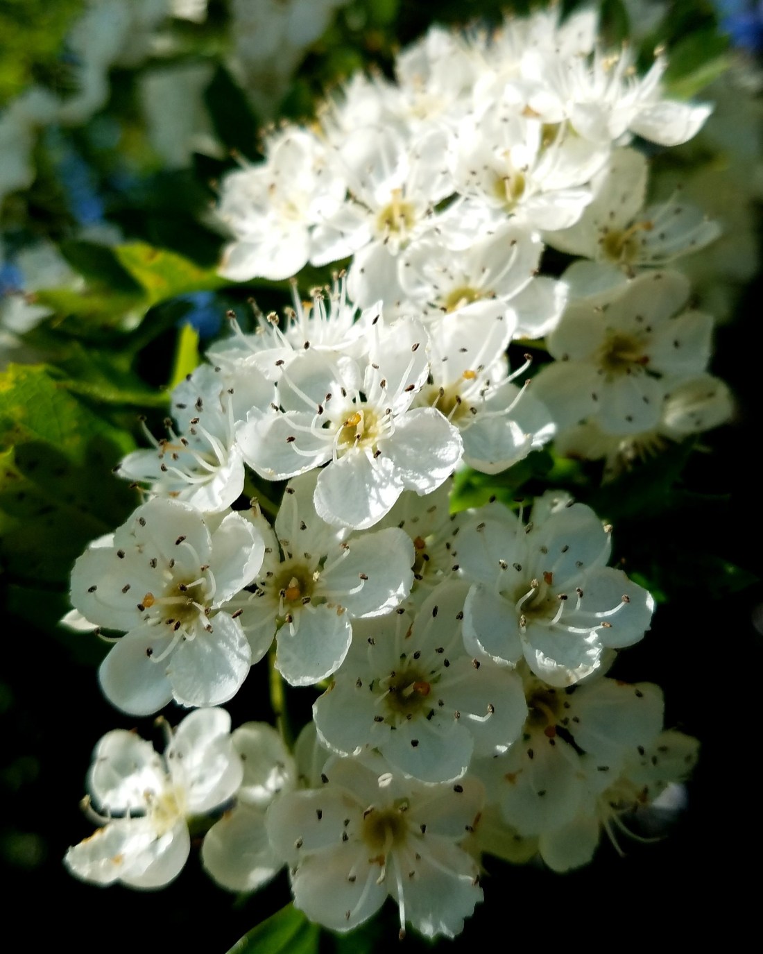 IMG_20180512_211150_037